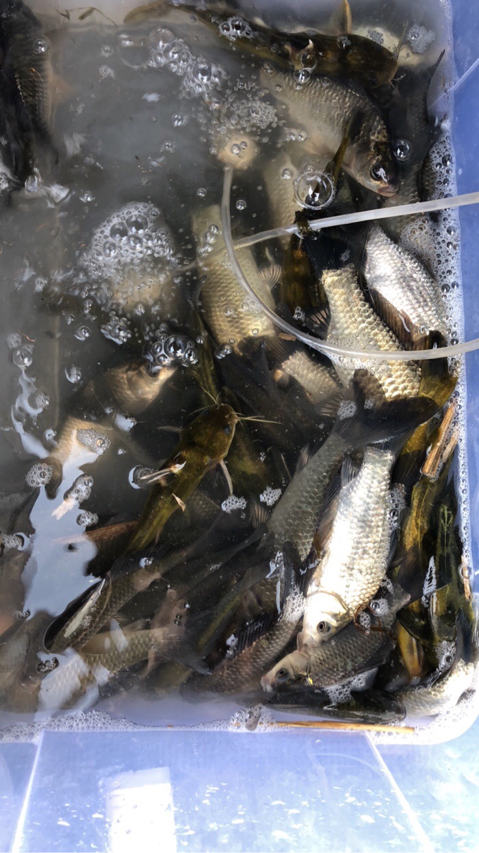 夏天了回顾一下高邮湖春天鱼获鱼颜色美丽