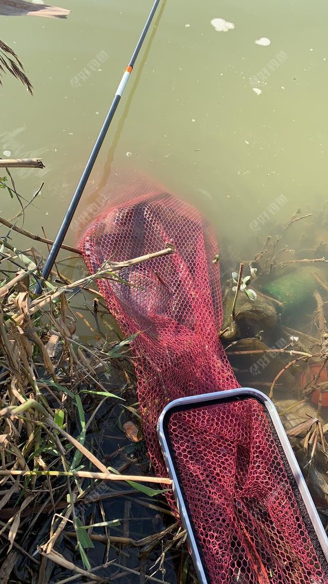 真正的爆护就是鱼从鱼护中溢出来