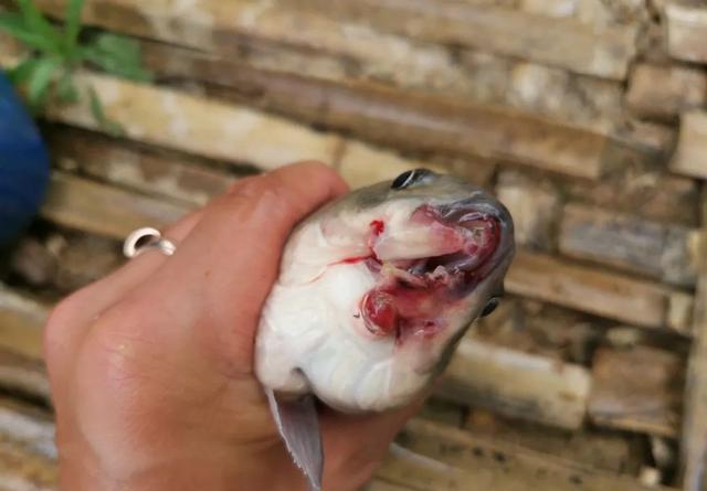 盘点这些年钓过的畸形鱼伤病鱼原因并非全是电鱼导致