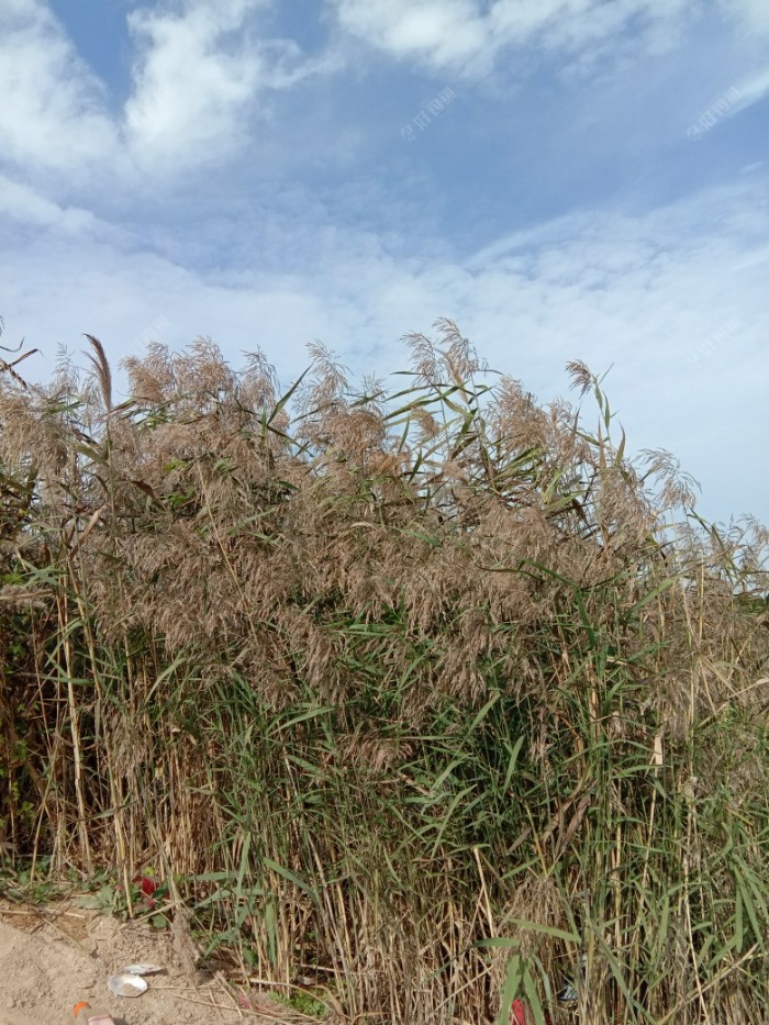 想起一个小典故,一个孩子的后妈给他做的棉衣看着厚厚的其实是用芦苇