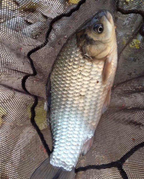 天凉钓鲤鱼无口果断改钓鲫鱼小口噗噗的渔获还不错