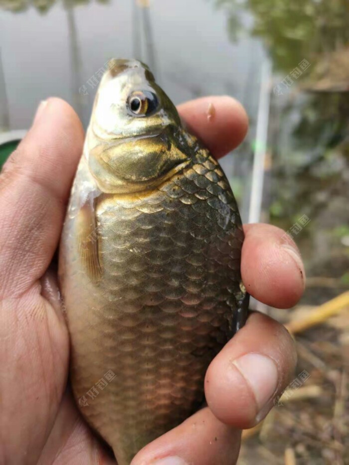 东北野钓塘坝之阴雨绵绵守钓板鲫