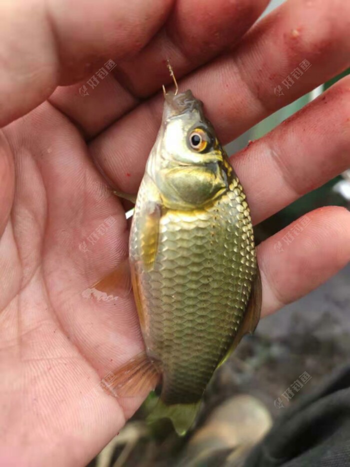 东北野钓塘坝之东塘坝垂钓小鲫鱼鱼太小钓够了