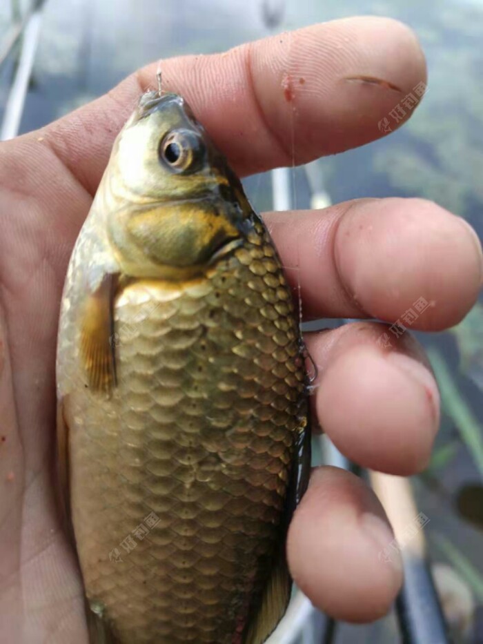 东北野钓塘坝之东塘坝垂钓小鲫鱼双飞过瘾