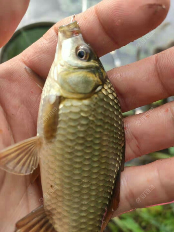 东北野钓塘坝之东塘坝垂钓小鲫